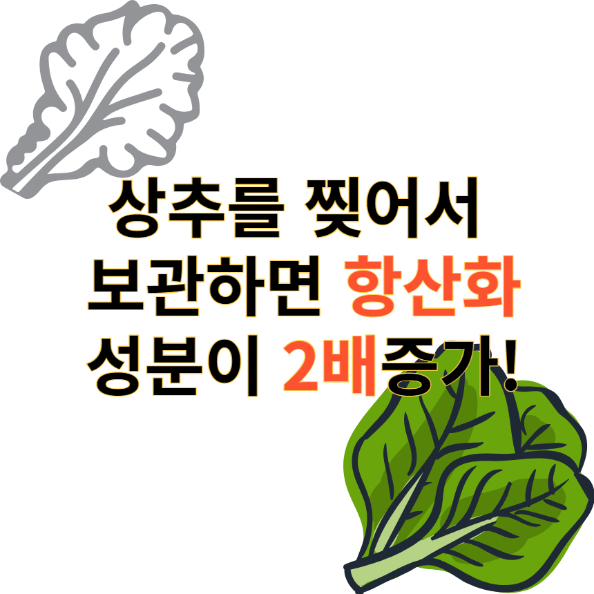 상추 찢어서보관